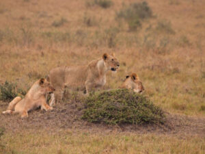 leoni africa leonesse